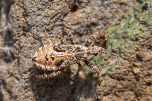 Réf. 296 254 : Coranus sp.